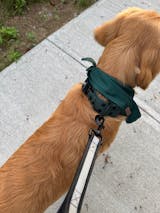 1.5" Forest Quick Release Collar