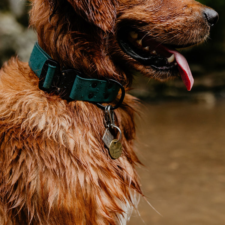 1.5" Forest Quick Release Collar