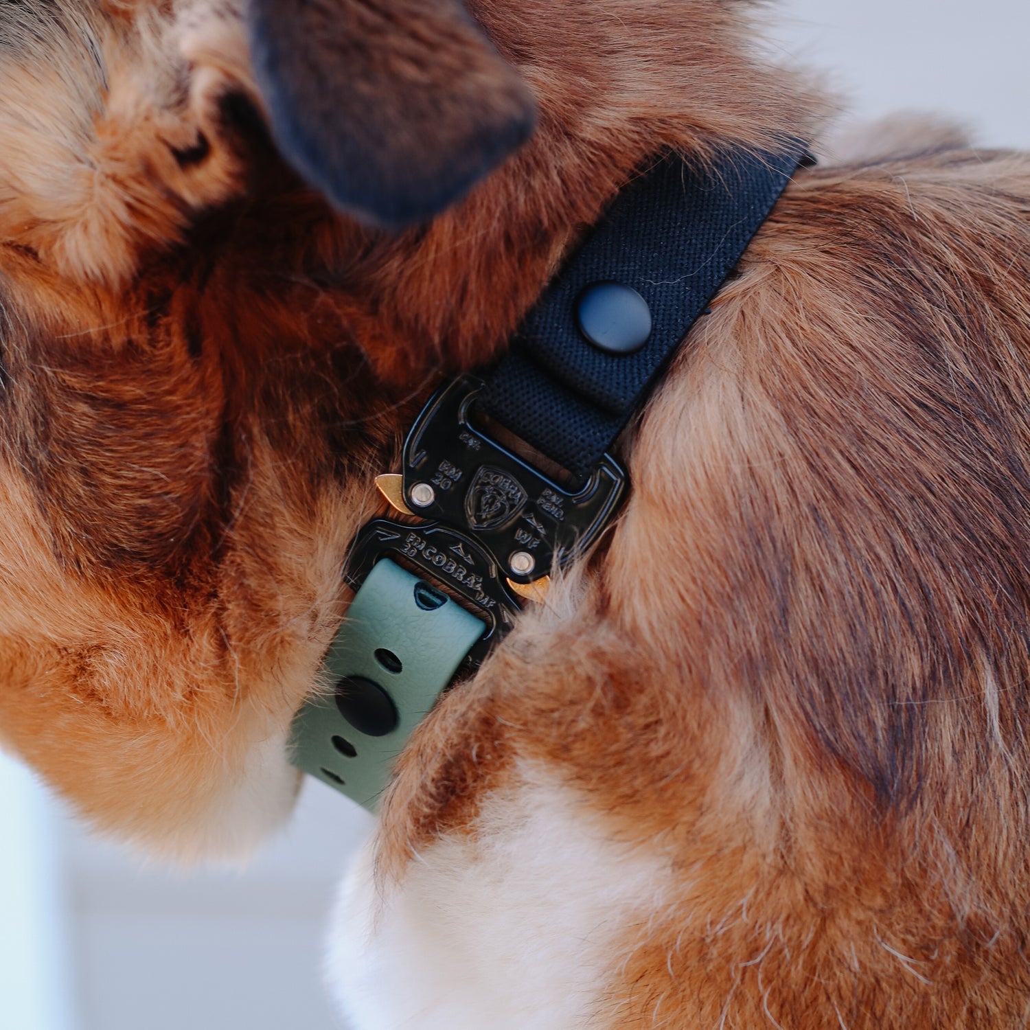 The Everest E Collar Strap